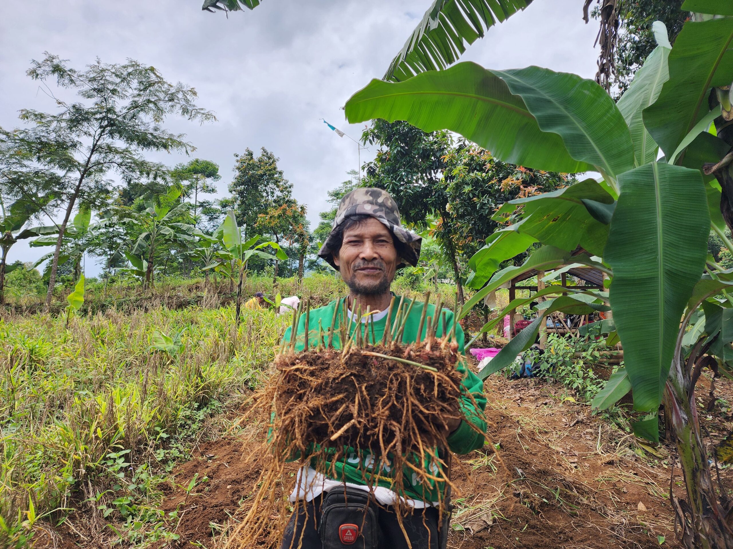 RED GINGER FARMING: A BEACON OF HOPE AND INTERGENERATIONAL BONDING IN SUKAHARJA VILLAGE